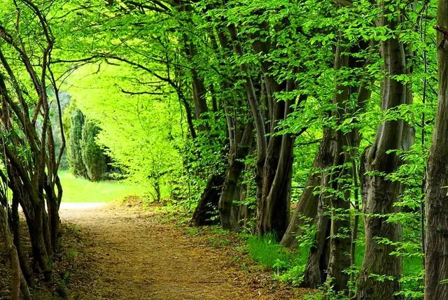 شهرستان ورزقان کجاست و جنگل دیزمار چگونه جایی است ؟