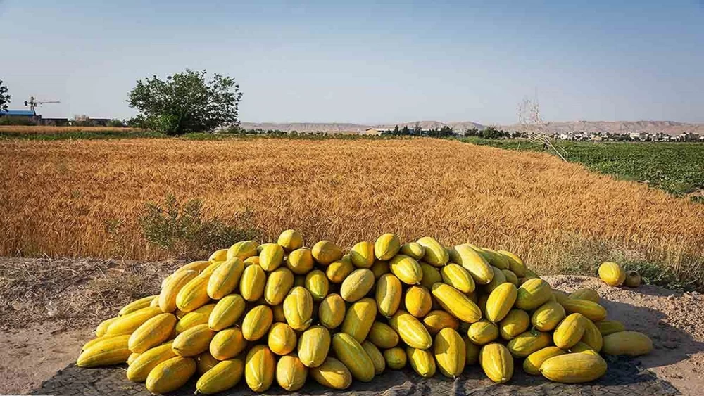 پایتخت خربزه کدام شهر ایران است ؟