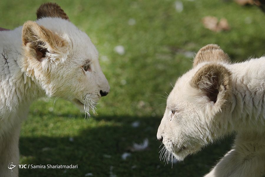 اولین شیرهای سفید از قاره آفریقا وارد ایران شدند.