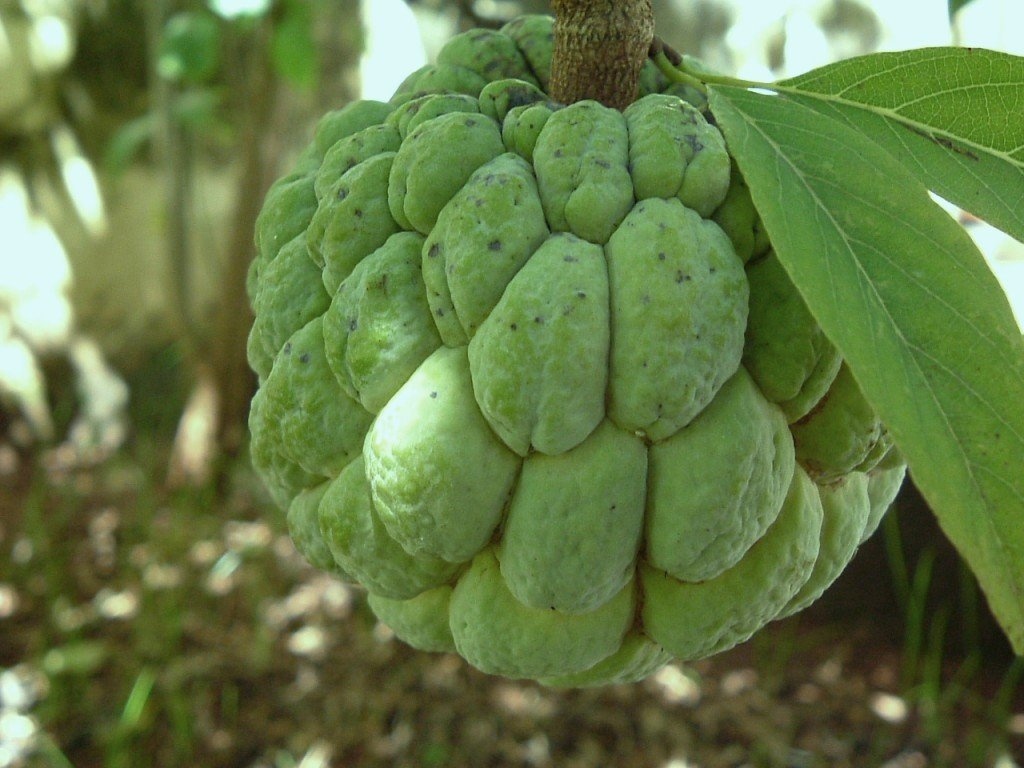 سیب کاستارد چگونه پرورش می یابد؟