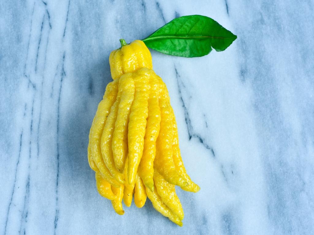 پرورش میوه دست بودا؛ میوه ای ناشناخته