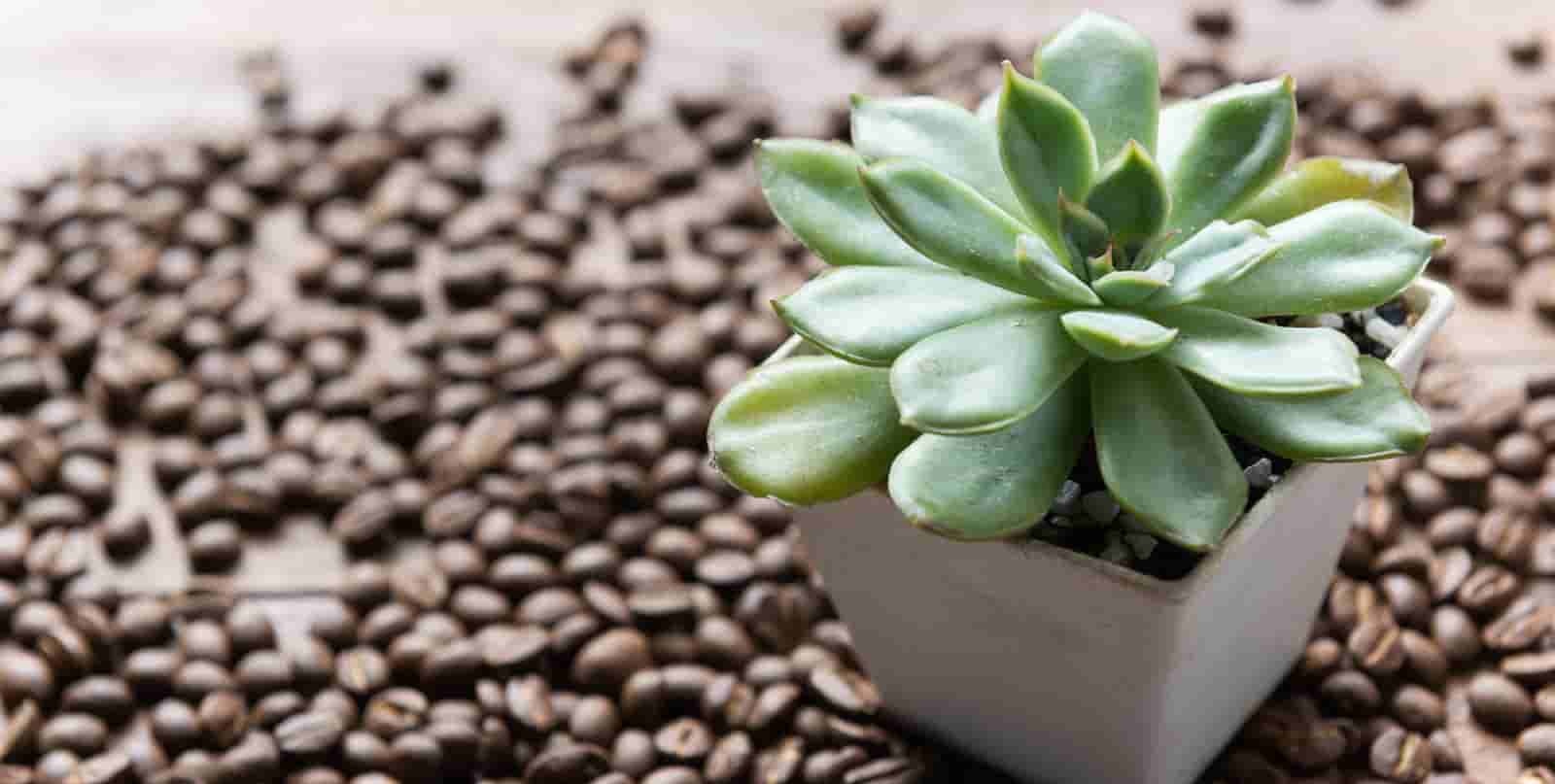 چرا باید به گیاهان تفاله قهوه بدهیم !؟