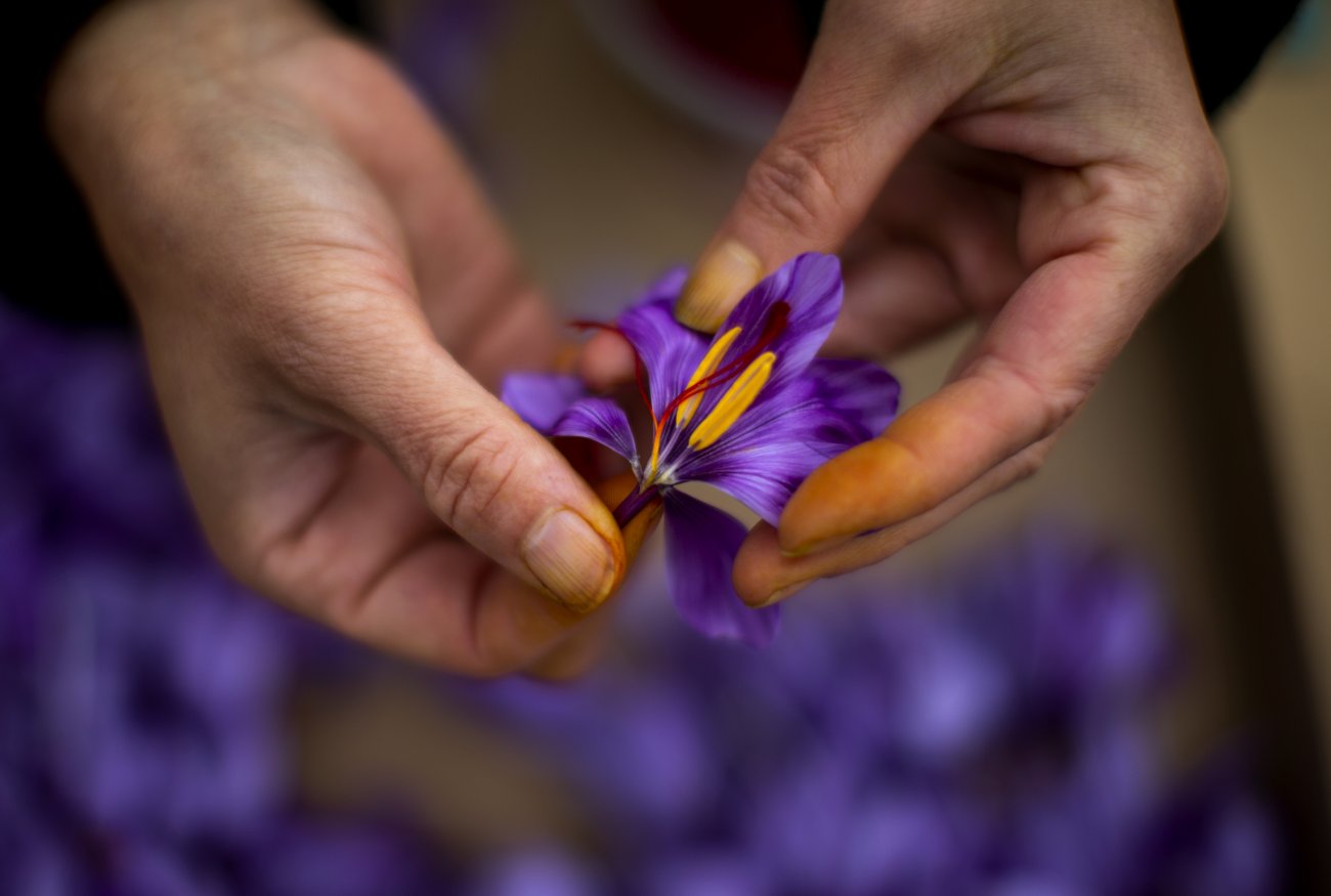 طرز تهیه دمنوش گلبرگ زعفران