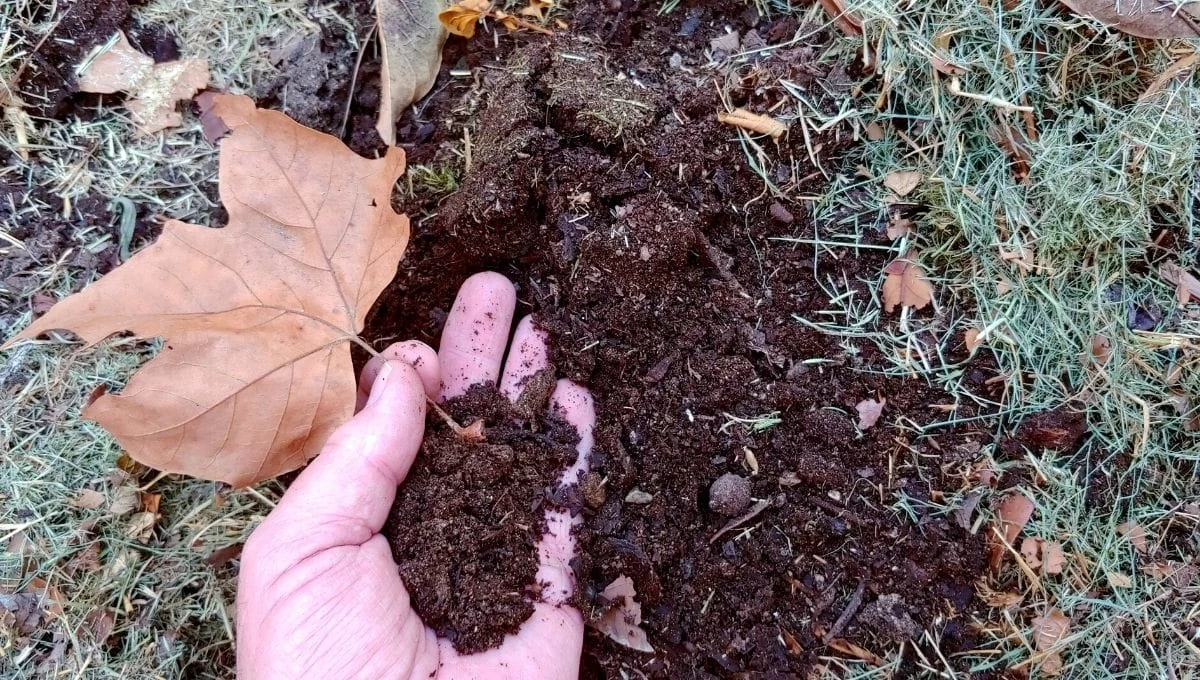 خاک برگ برای چه گیاهانی مفید است؟