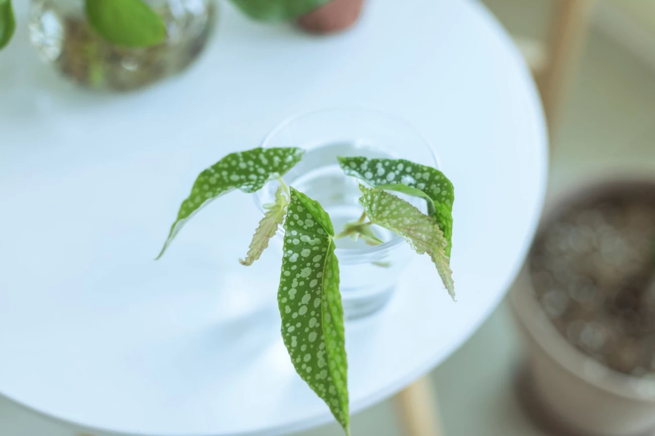 مشخصات گیاه بگونیا خالدار