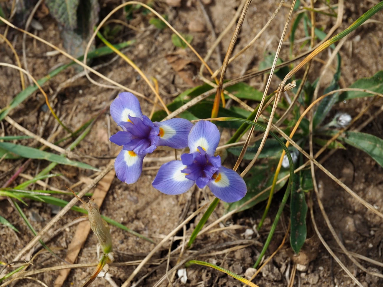 بیماری، آفات و مشکلات گل بنفشه آتشین