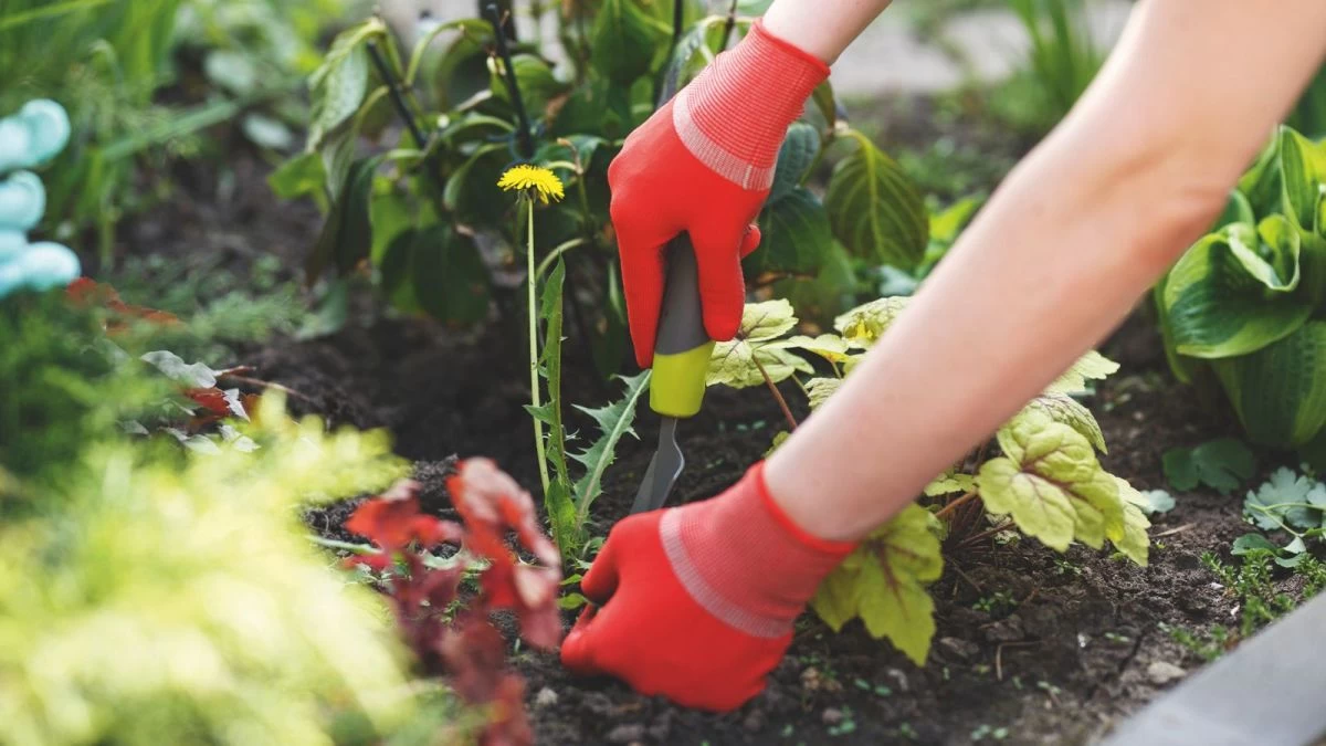 سرکه، نمک و صابون مایع برای از بین بردن علف هرز