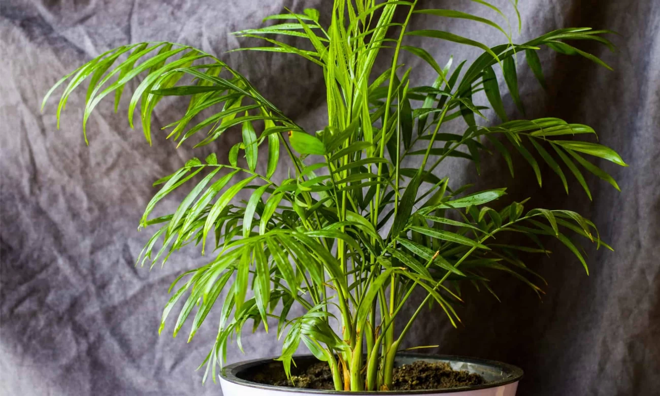 شیوه نگهداری درختچه زیبای رافیس اکسلسا