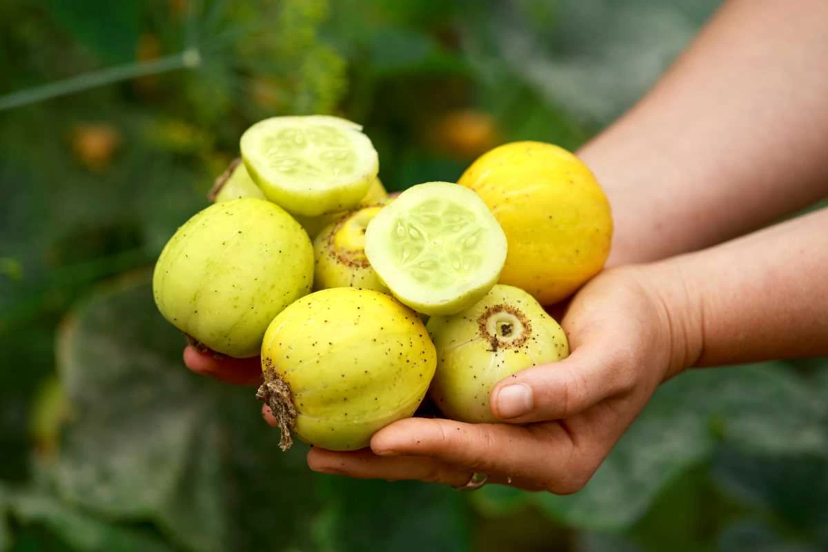 نحوه کاشت بذر خیار لیمویی