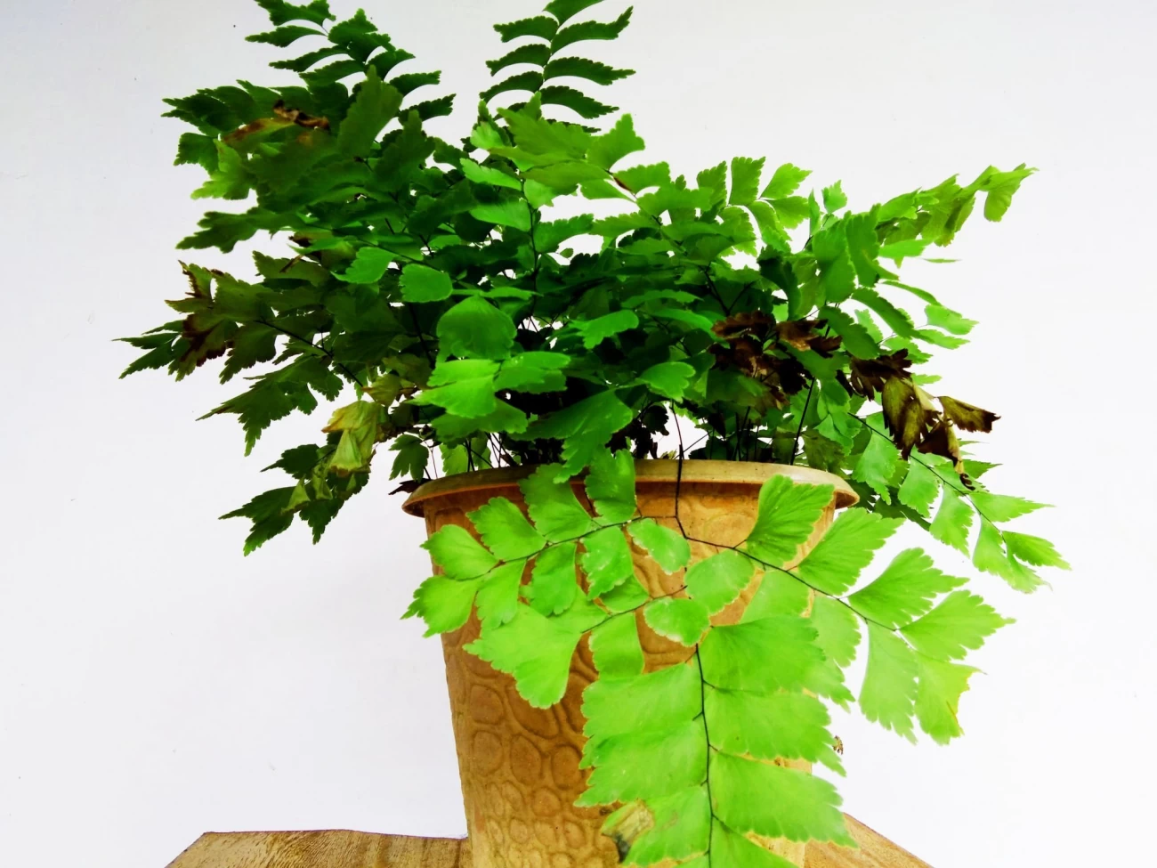 مشخصات گیاهی پرسیاوشان