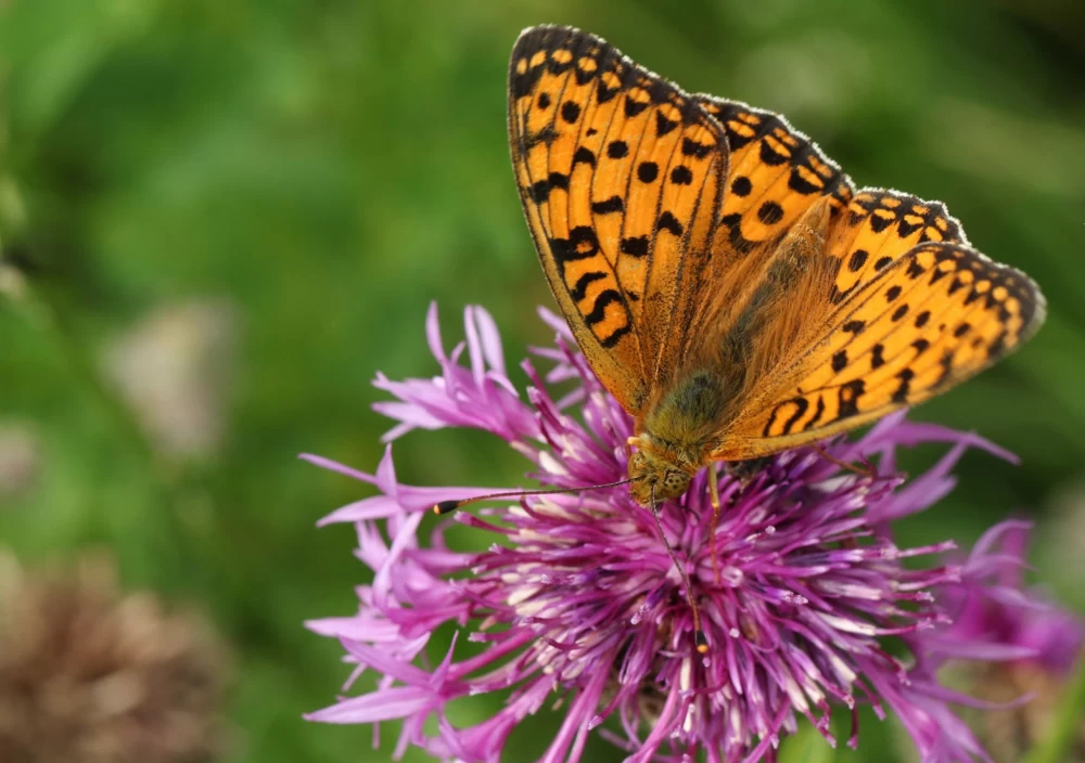 مشخصات گل طوسک (Scabiosa)