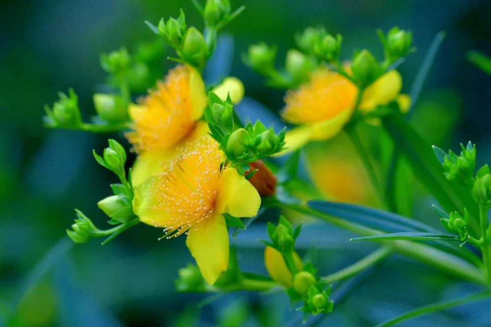 آفات و بیماری های گیاه دارویی گل راعی