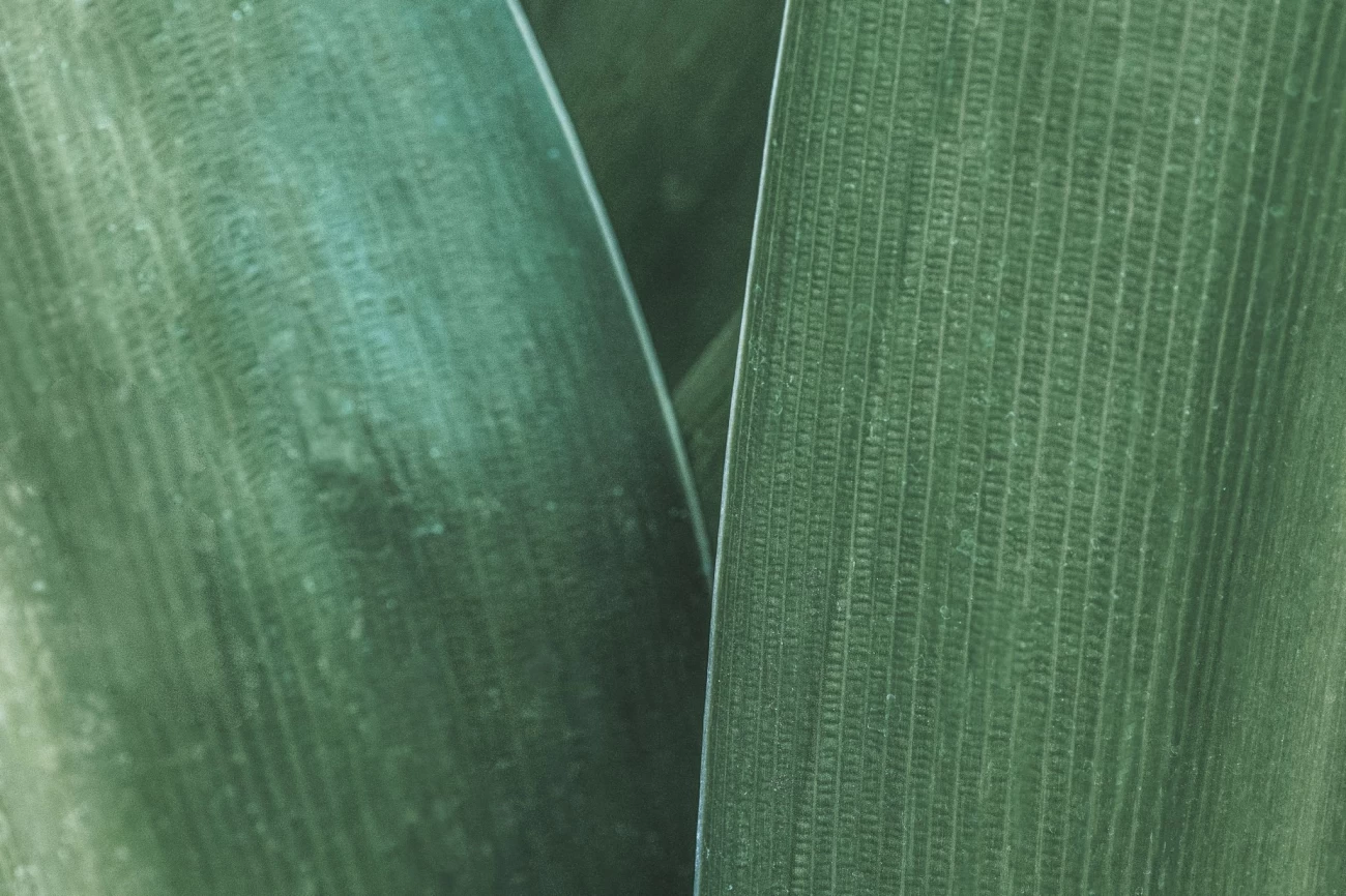 اصول نگهداری و پرورش گل برگ موزی