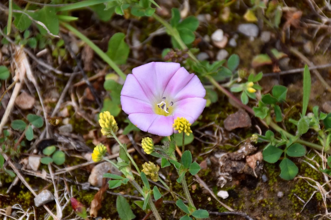  گیاه پیچک برای سلامتی انسان