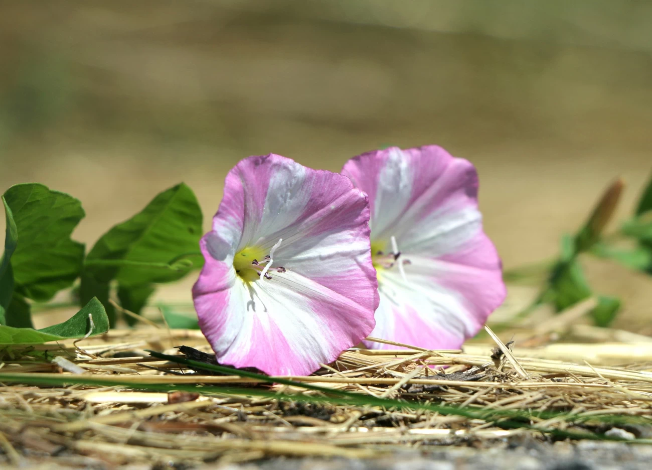 خواص گیاه پیچک برای سلامت انسان