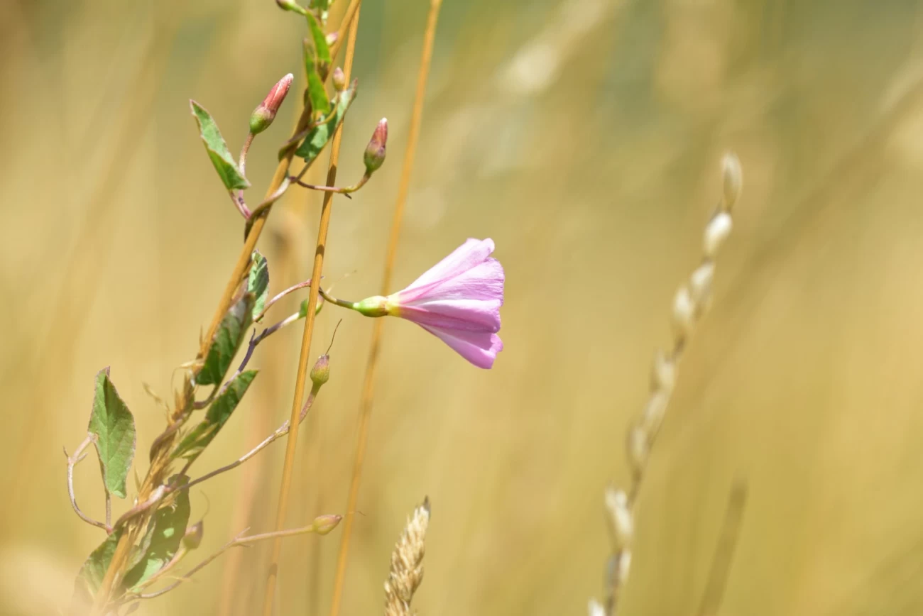 مشخصات گیاه پیچک صحرایی