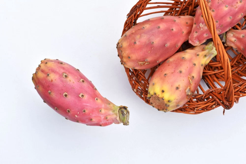 کاکتوس انجیر تیغی هندی