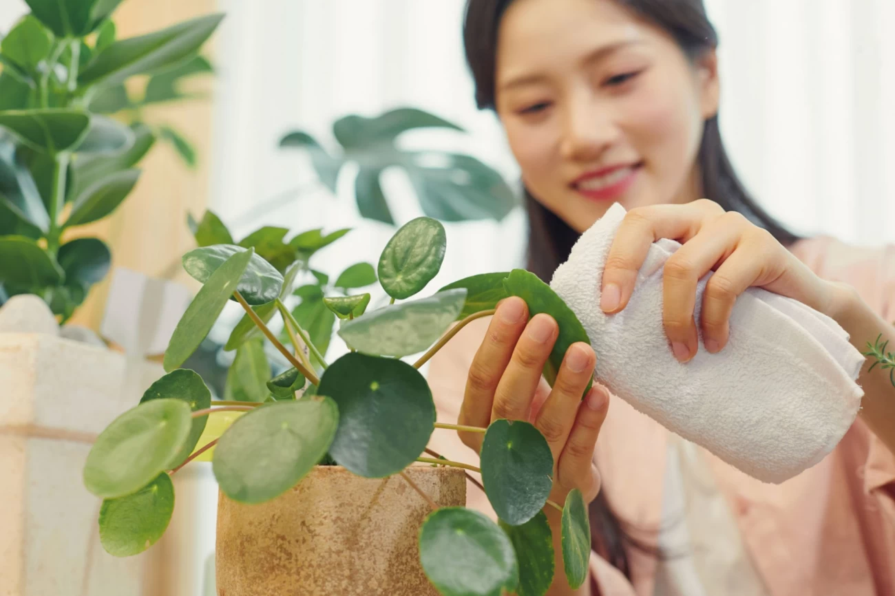 تمیز کردن برگ گیاهان آپارتمانی