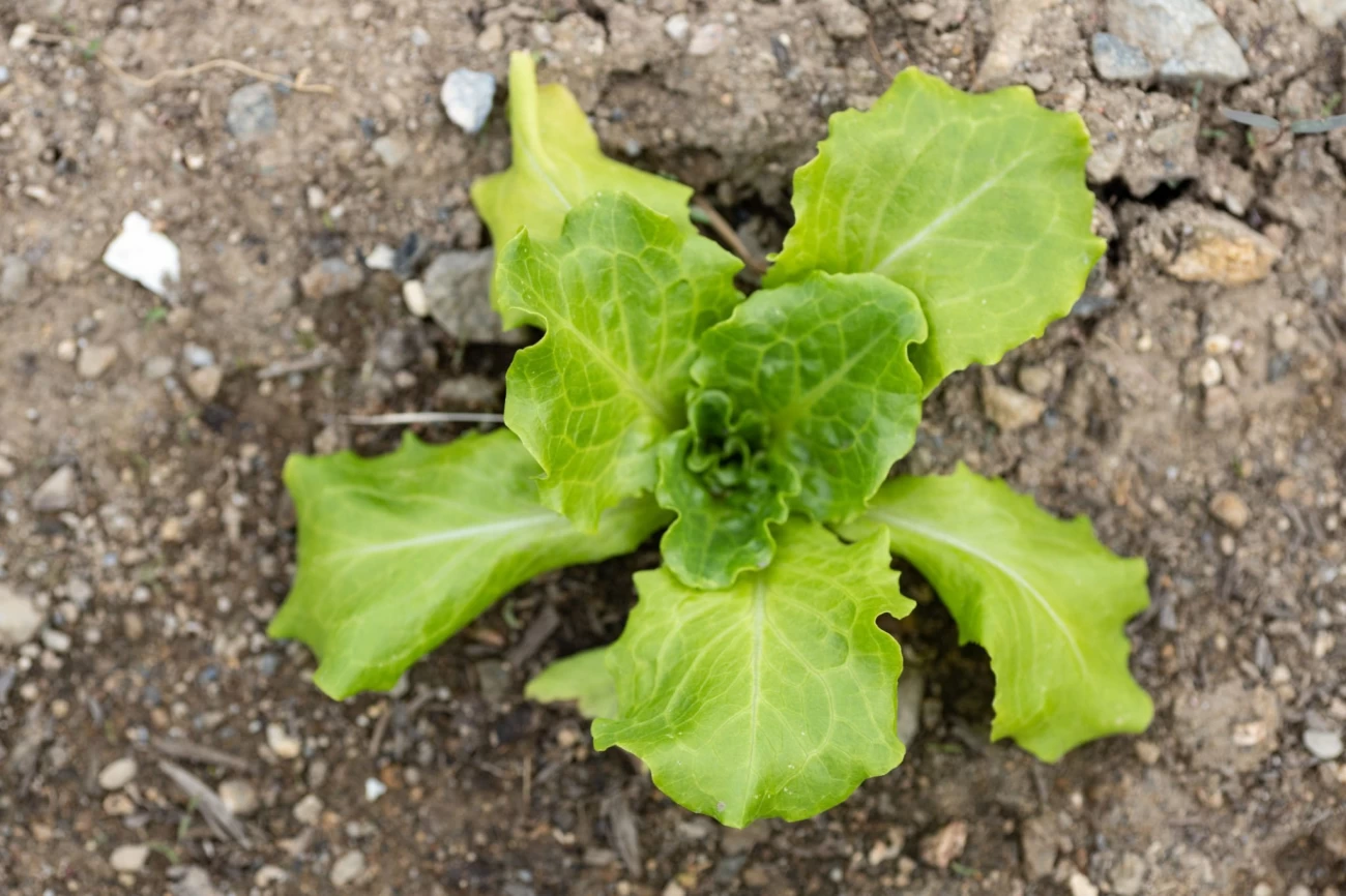 راهنمای کامل کشت چغندر
