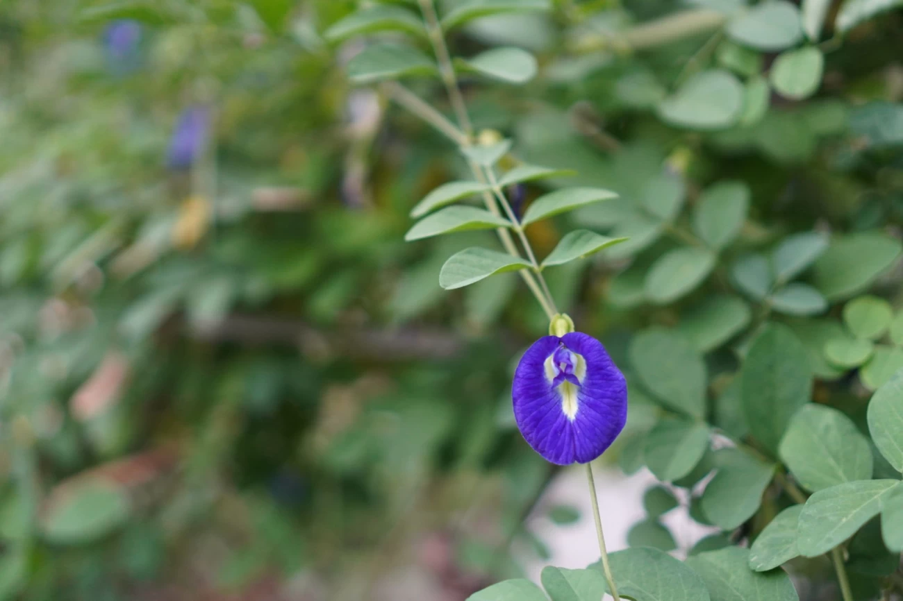 معرفی گل نخود پروانه ای