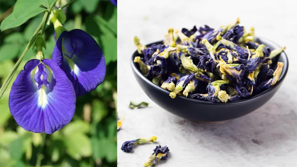 پرورش و نگهداری از گل نخود پروانه ای