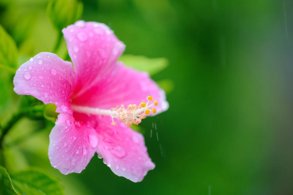 رطوبت دهی به گیاهان