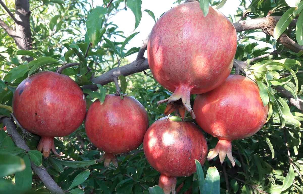 Гранат комнатный карфаген. Nar bagi. Nar bagi. Nar bagi. Гранатовое дерево.