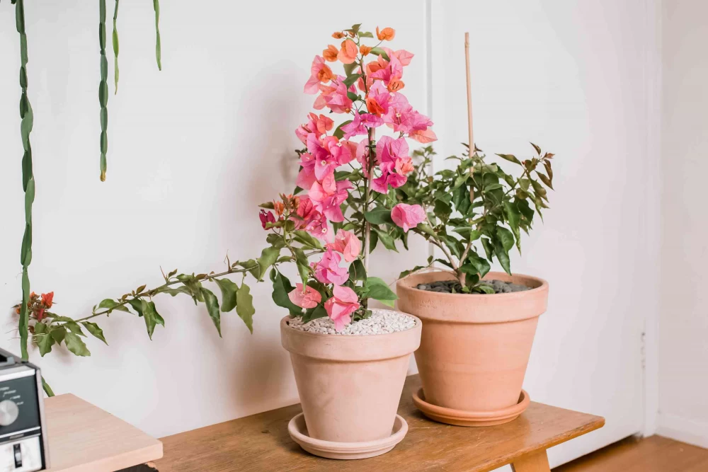 کود زاج سبز برای گل کاغذی