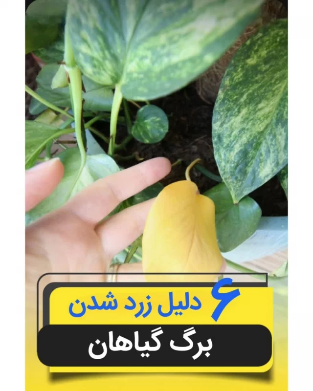 دلایل زرد شدن برگ گیاهان