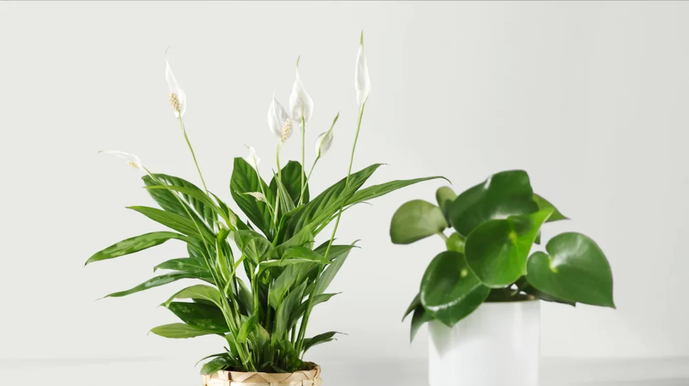 نور مصنوعی برای رشد گیاه