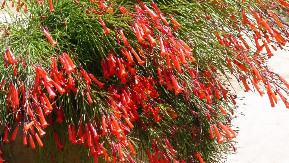 پرورش گیاه روسلیا 