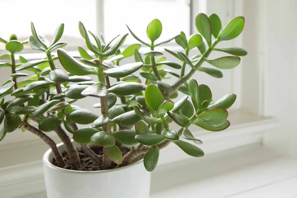 چروکیدگی برگ کراسولا خرفه ای