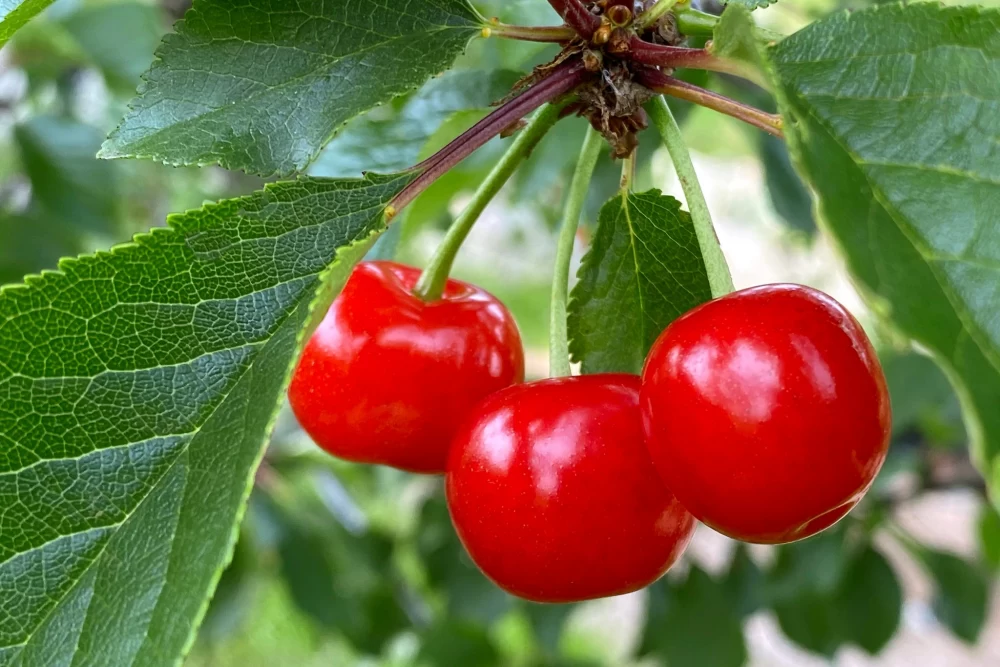 روش کاشت هسته گیلاس