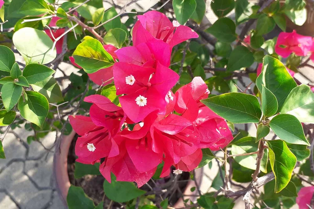 پرورش گل کاغذی