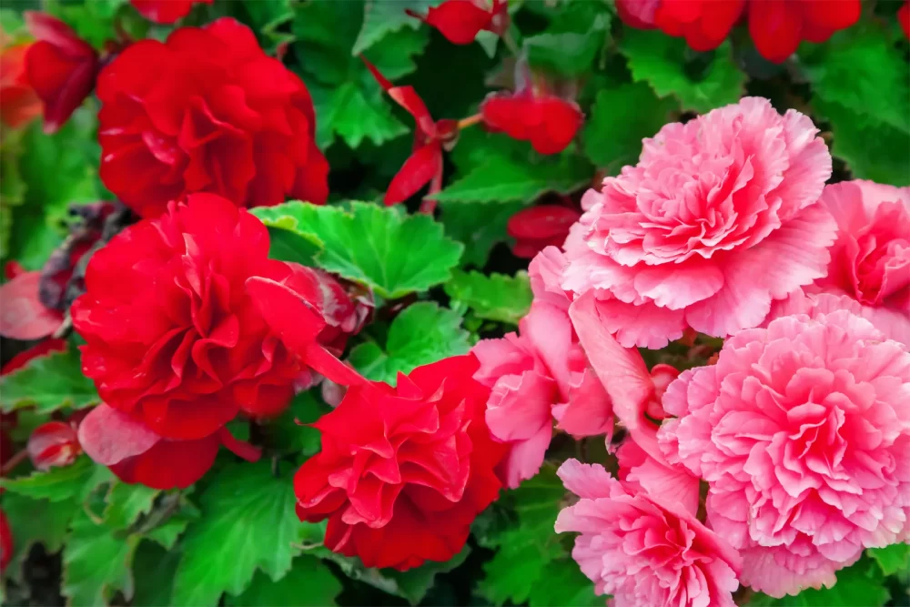 ویژگی بگونیای تکمه‌ای
