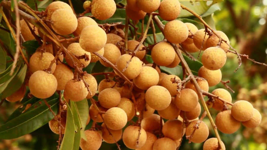 چگونه از میوه چشالو یا لونگان استفاده کنید؟