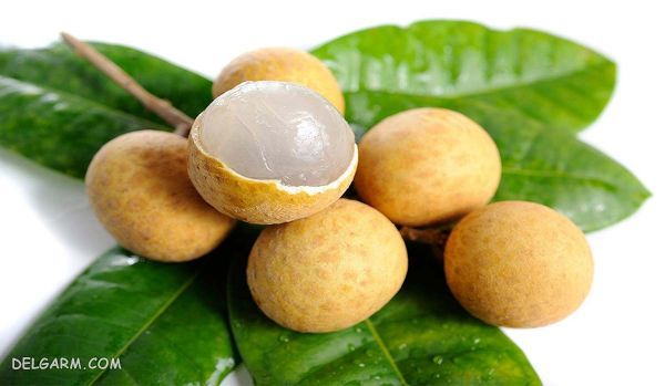 موارد استفاده از میوه چشالو یا لونگان + خواص چشالو