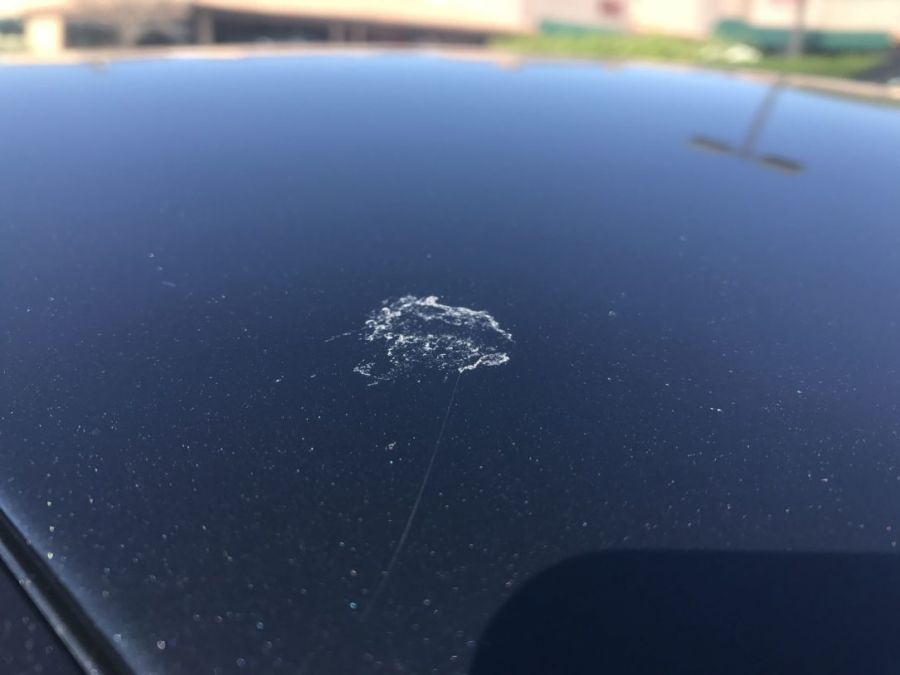 روش‌های تمیز کردن فضولات پرندگان از روی اتومبیل و نمای ساختمان