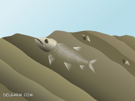 چطور فسیل ساخنه می شود؟