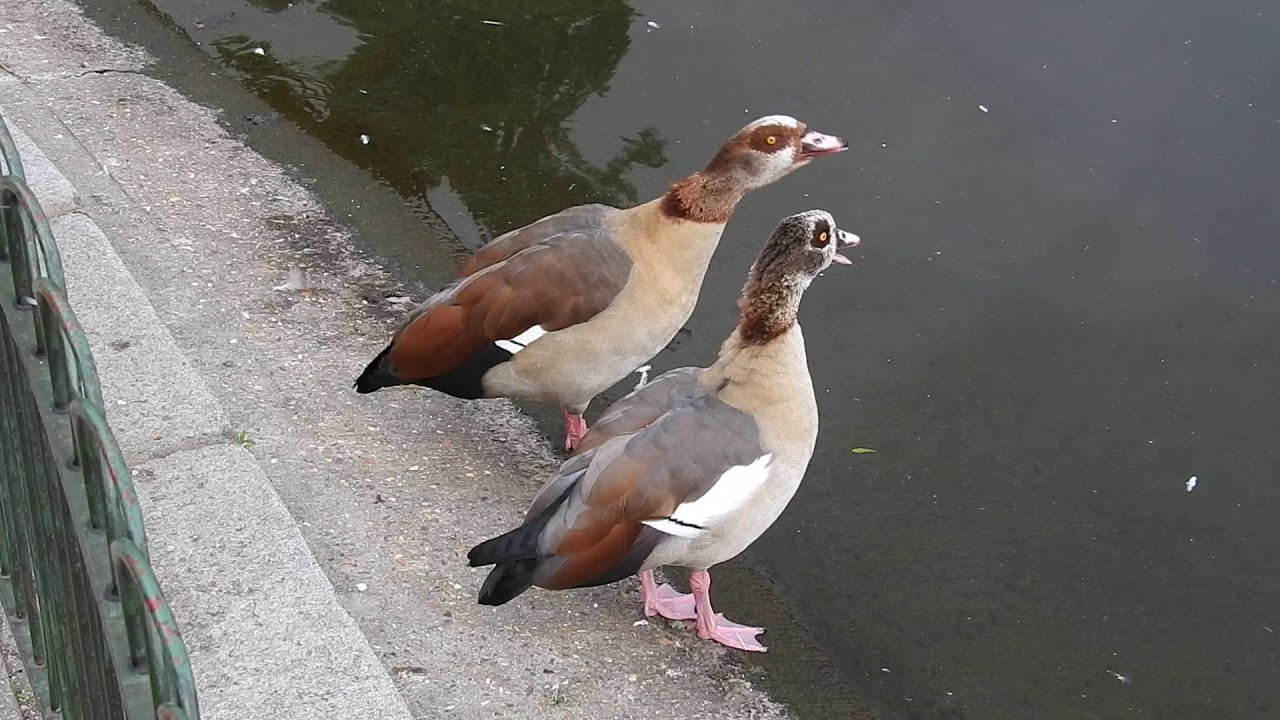 تفاوت غاز نر و ماده همراه با فیلم تعیین جنسیت غاز