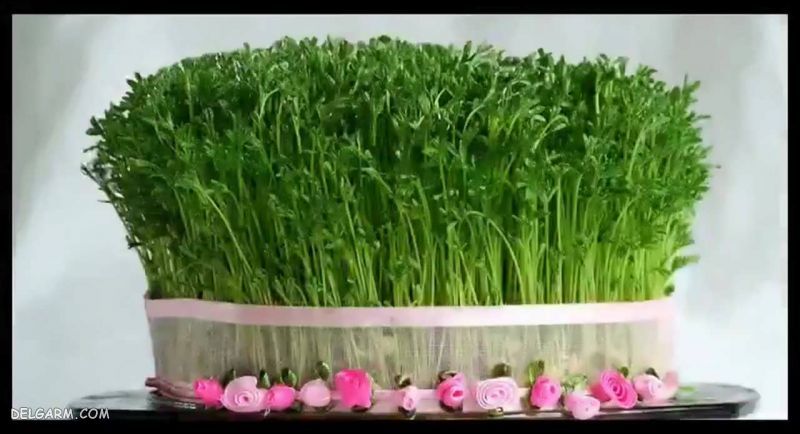 سبزه لوبیا چشم بلبلی خانم اسفندیاری - سبزه لوبیا قرمز - سبزه ماش - سبزه نخود