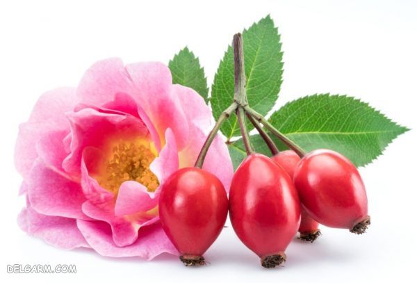 خواص چای میوه گل رز