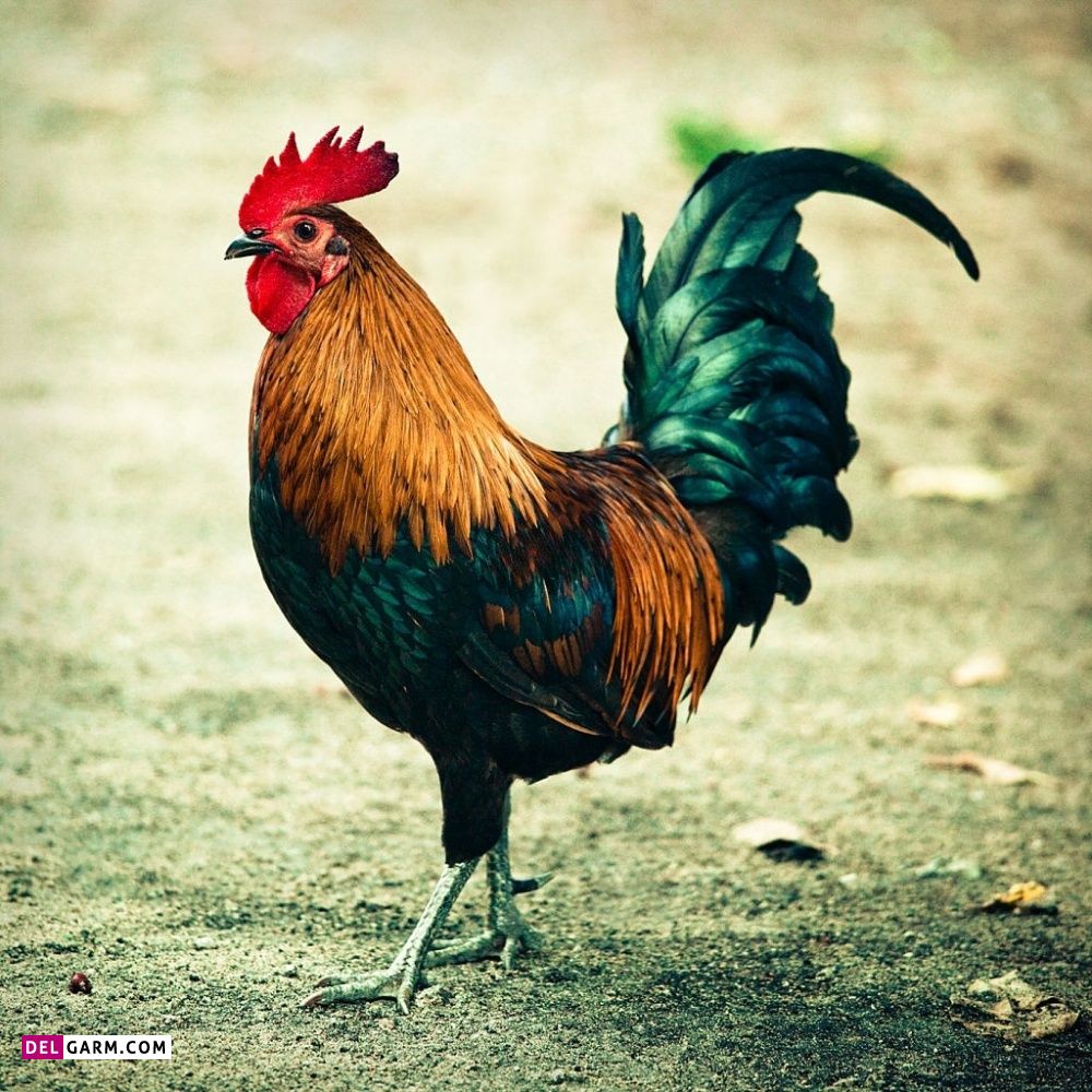عکس از خروس