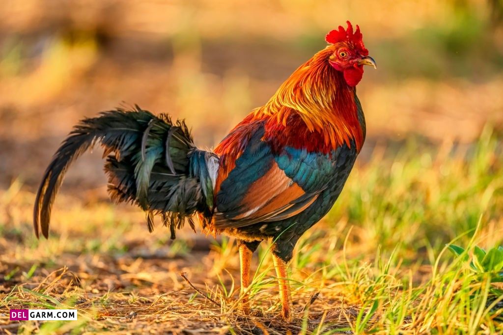 دانلود عکس خروس