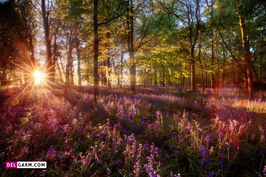 متن صبح بخیر بهاری