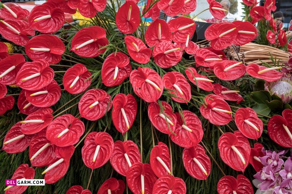 عکس انواع گل آنتوریوم