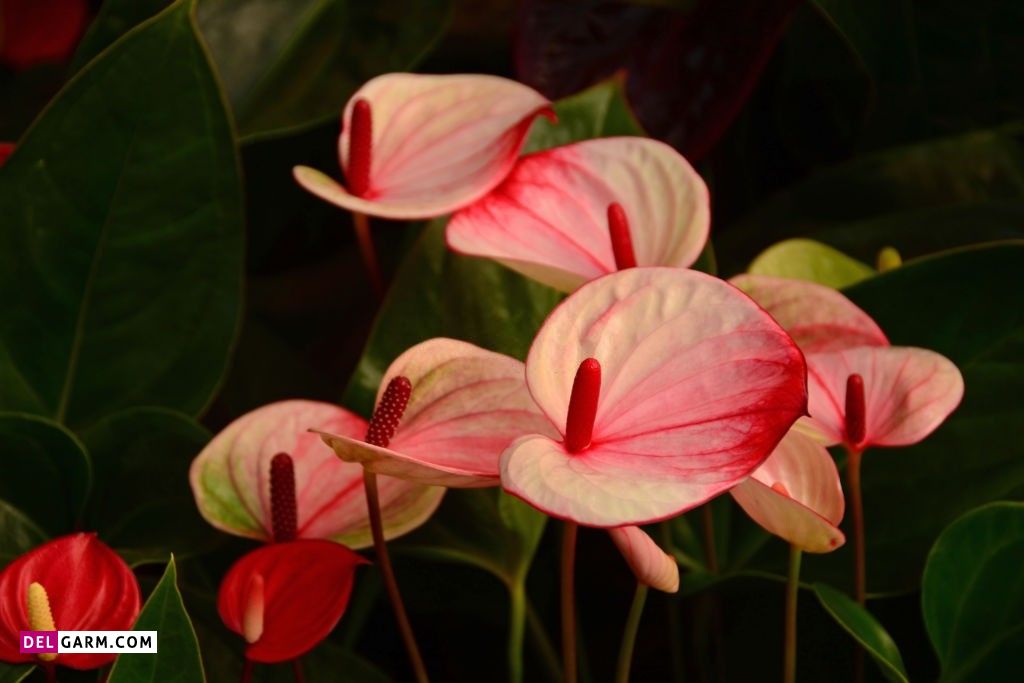 عکس گل آنتوریوم