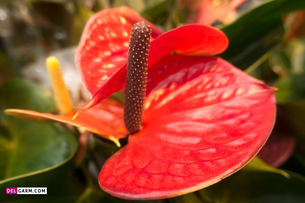 عکس انواع گل آنتوریوم