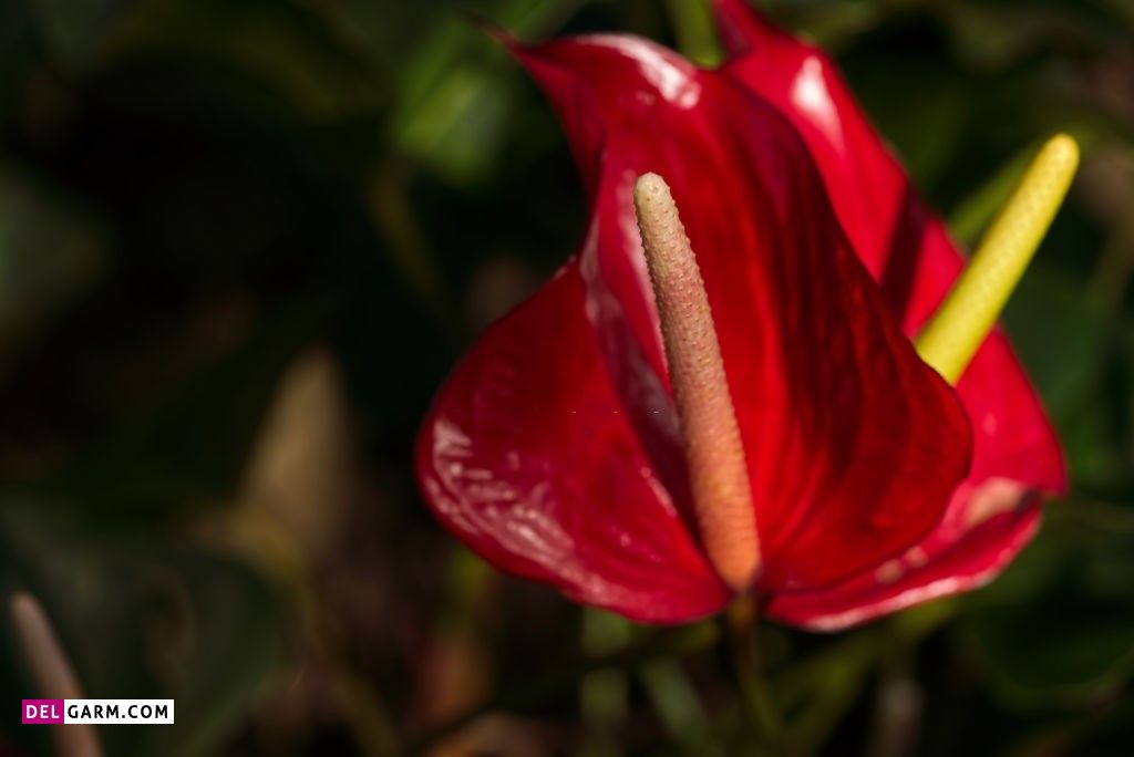 عکس از گل آنتوریوم