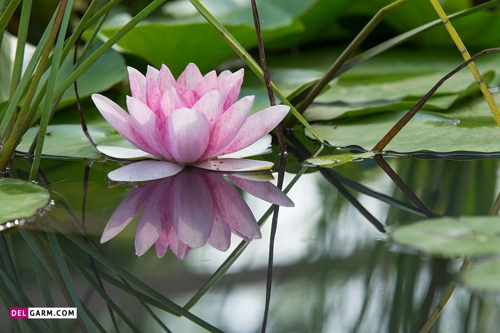 عکس گل نیلوفر آبی برای پروفایل